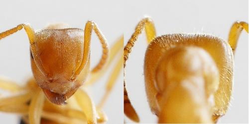 Réf. 229 141 : Lasius sp.
